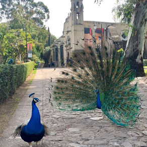 Museo Dolores Olmedo pospone actividades artísticas de fin de semana en Marzo