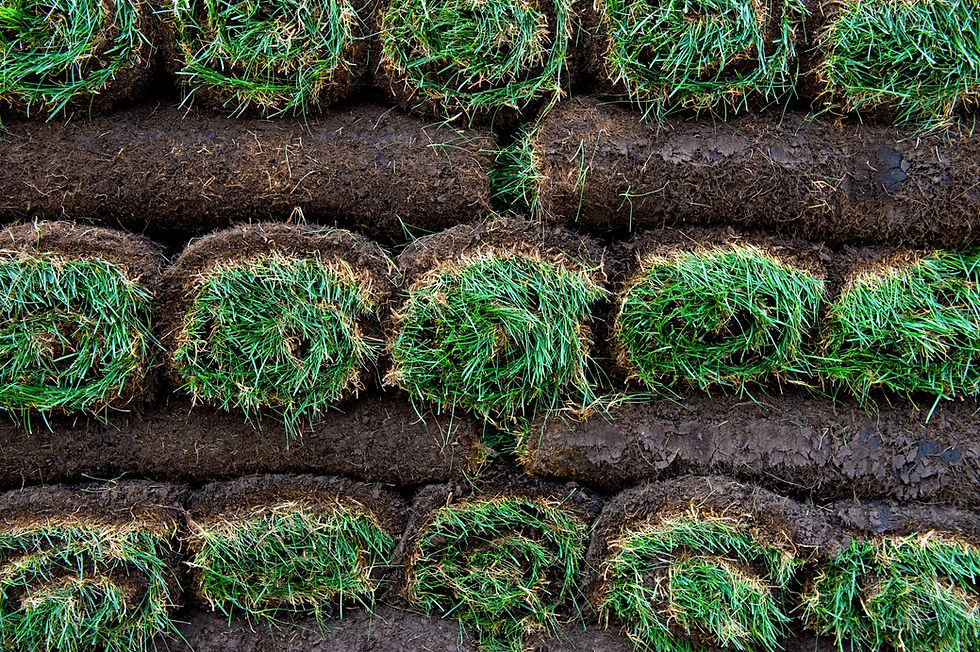 Sod Installation