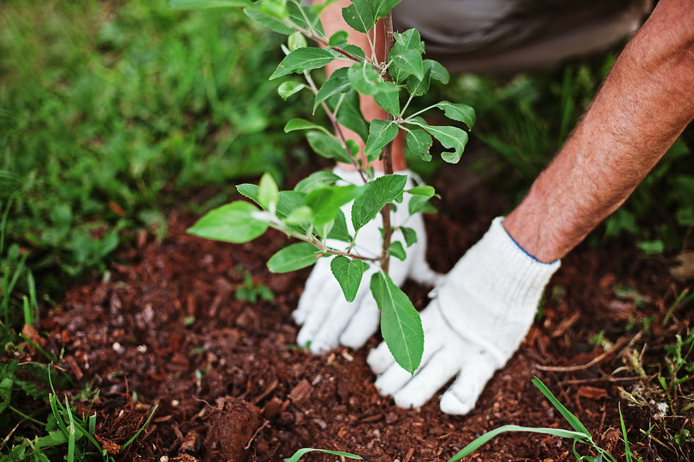 Planting