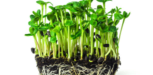 Microgreen Sprouts.jpg