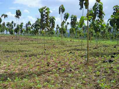 Health & Climate | 3 common foods that are harmful to the environment (& 3 healthy alternatives!)