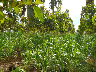 Food Security; A Key Pillar of Sustainable Development