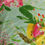 Thumbnail: Art Gallery Fabrics Knit: Wild Bloom - Summer Bouquet Clear K-12032