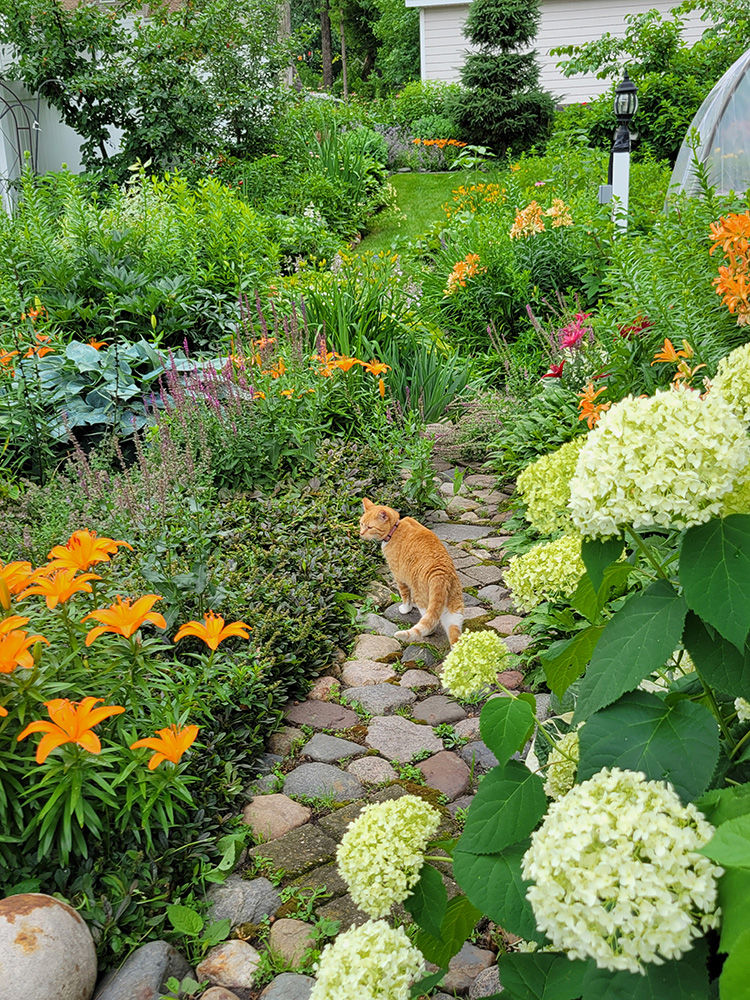 Alva’s cat Cheddar likes the garden, too. Contributed photo