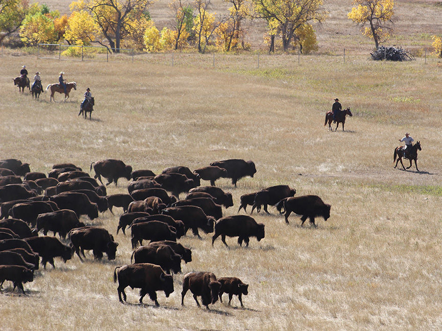 The buffaloes Photo by Larry Kiewel