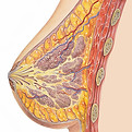 breast.jpg
