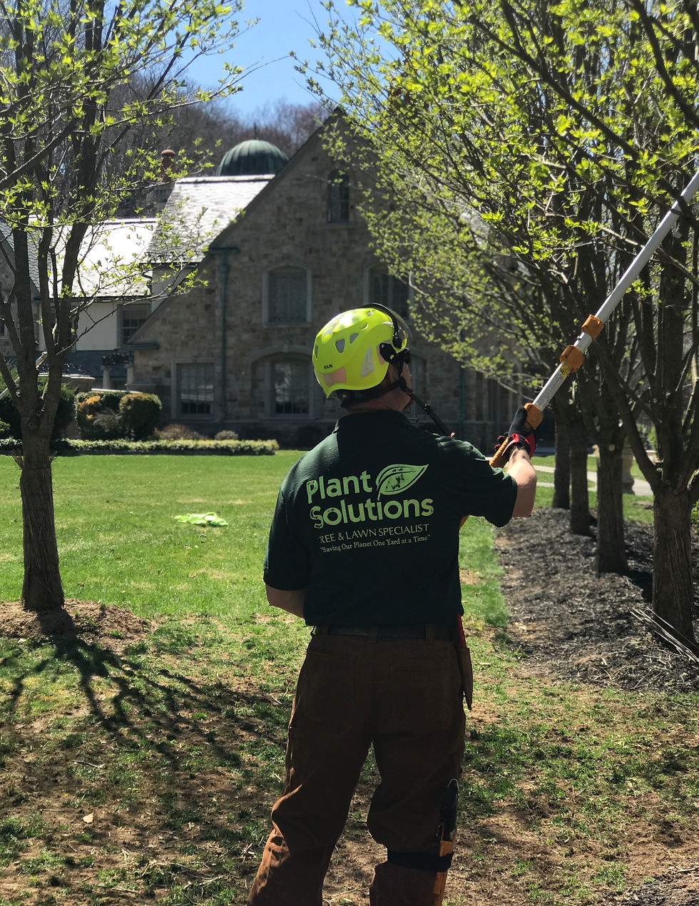Central NJ Tree Pruning