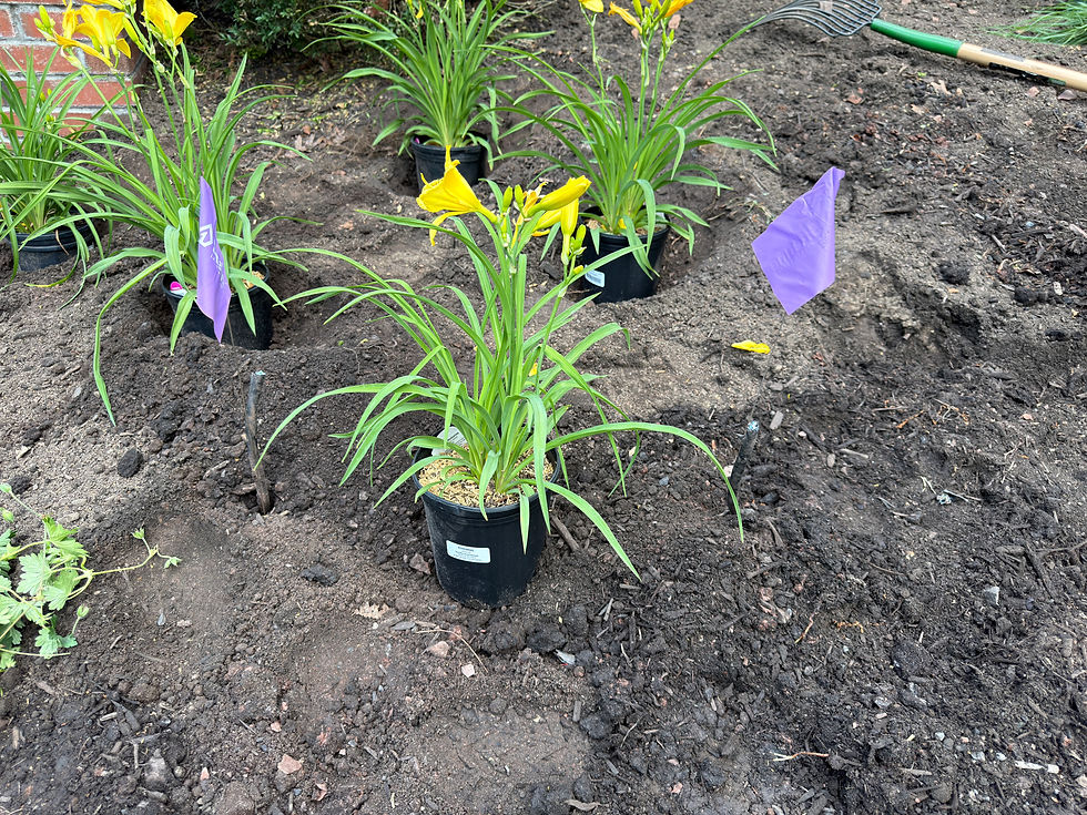 Landscape design with daylilies and dear tolerant plants in Far Hills, New Jersey