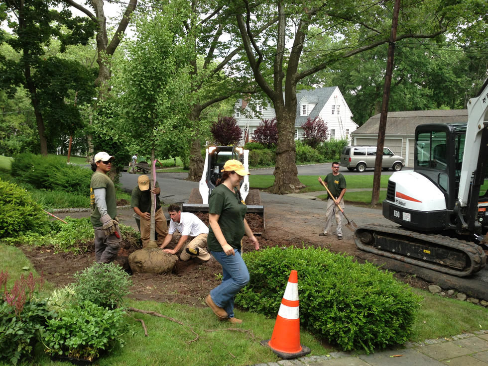 Certified-arborist-for-shrubs.jpeg