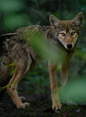 petit loup dans la forêt