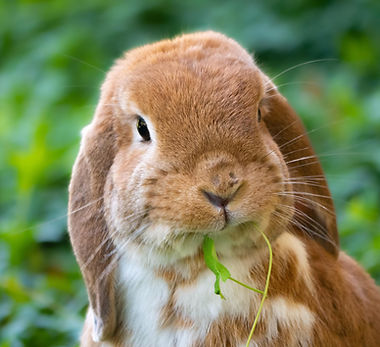 rabbit-7856823_1920 (1).jpg