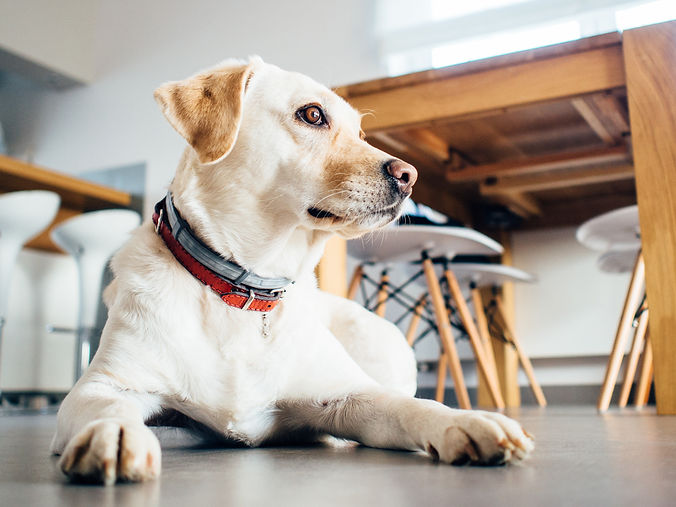 Private basic obedience lessons at home