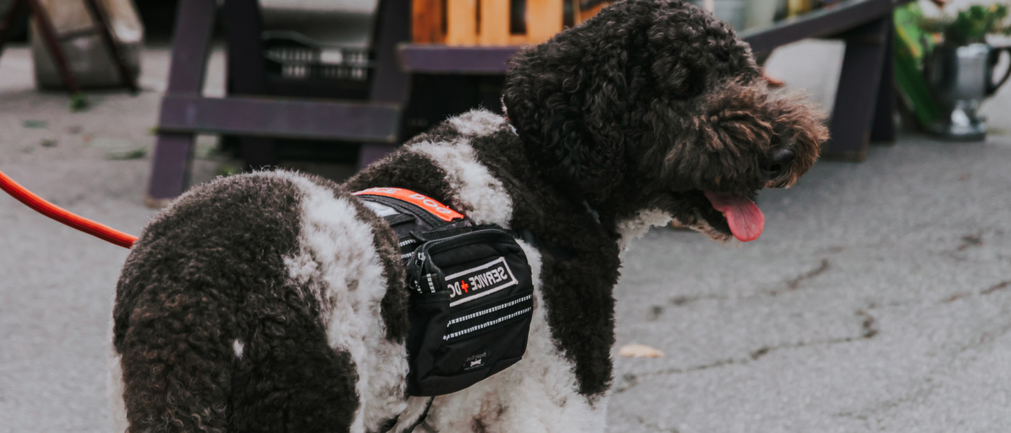 Bark of Duty Elite Dog Training Solutions