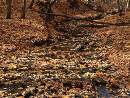 Canadian Fall