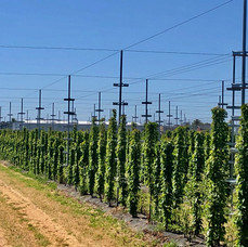 Inspired Ag Systems, Billo, picking platform, hydraulic platform, platform, harvesting, fruit harvesting, mechanised harvesting, Hail Netting, orchard netting, shade netting, Trellis, Orchard trellis, Orchard rain cover, cherry rain cover, Reflective mat, Reflective fabric, extenday, colouring apples, Frost fan, Frost fan controller, shepparton, goulburn valley, victoria, australia, orchard, farm