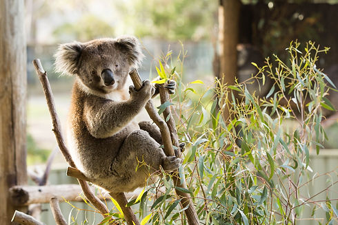Kyabram-Fauna-Park-001-Tamara-Cadd-Photography-25-scaled.jpeg
