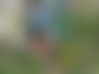 Eure Stimme für das Schulwald-Projekt