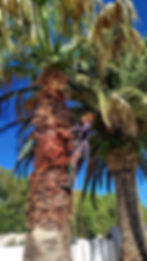 Large tree with visible dead branches, indicating potential hazard.