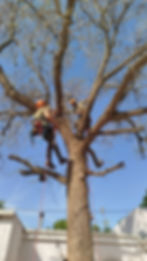Overberg Arborists team at work