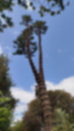 Tree leaning, showing risk of property damage