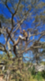 Arborist cutting the branch of a tree with a chainsaw