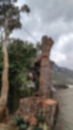 Close-up of tree bark with cracks, an early warning sign of structural issues