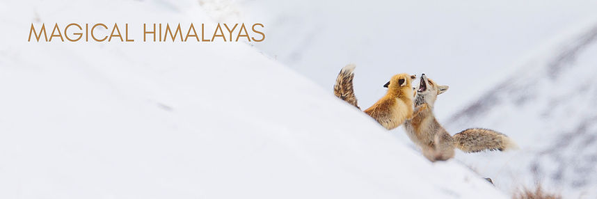 two red foxes fighting over territory in snow mountains in spiti valley Himachal pradesh snow leopard expeditions