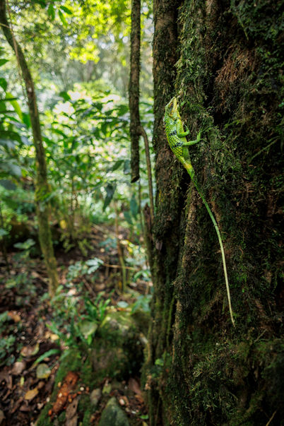 Large-scaled Forest Lizard