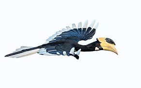 Pied hornbill from Dandeli national park in the western ghats