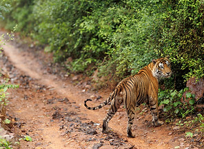 tiger ranthambore 3.jpg