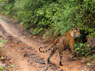 A tiger in ranthambore National Park