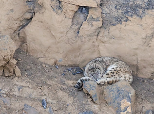 Snow Leopard_edited.jpg