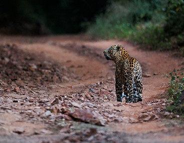 Indian Leopard in Ranthambhore Tiger Reserve.jpg