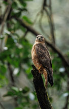 White eye buzzard - Matheran.jpg