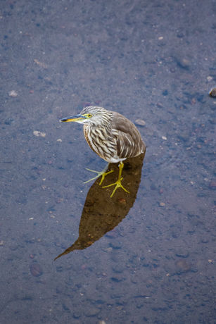 pond heron.jpg