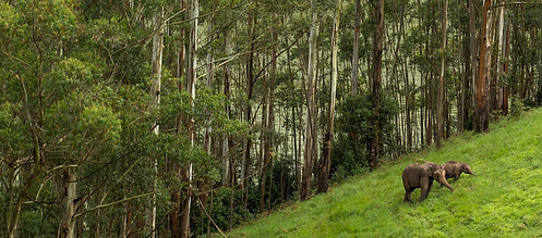 Elephants in the Western Ghats_edited.jp