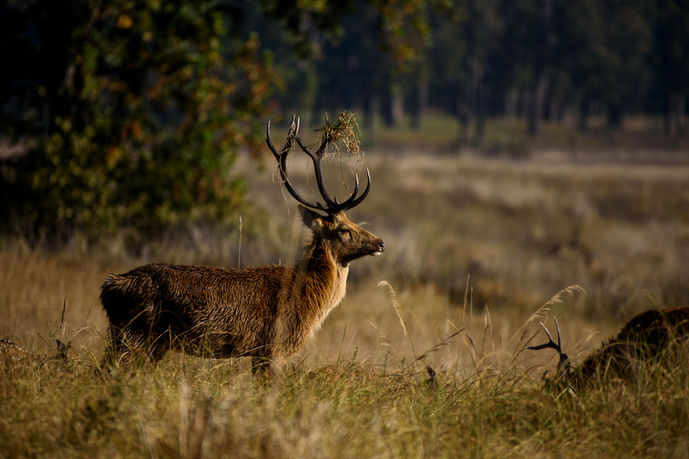barasingha in Kanha national park.jpg