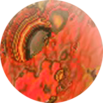 Marsnik .png