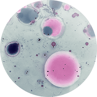 Microcosmos.png