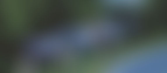 The Wild Horses of Shannon County, Eminence, Missouri