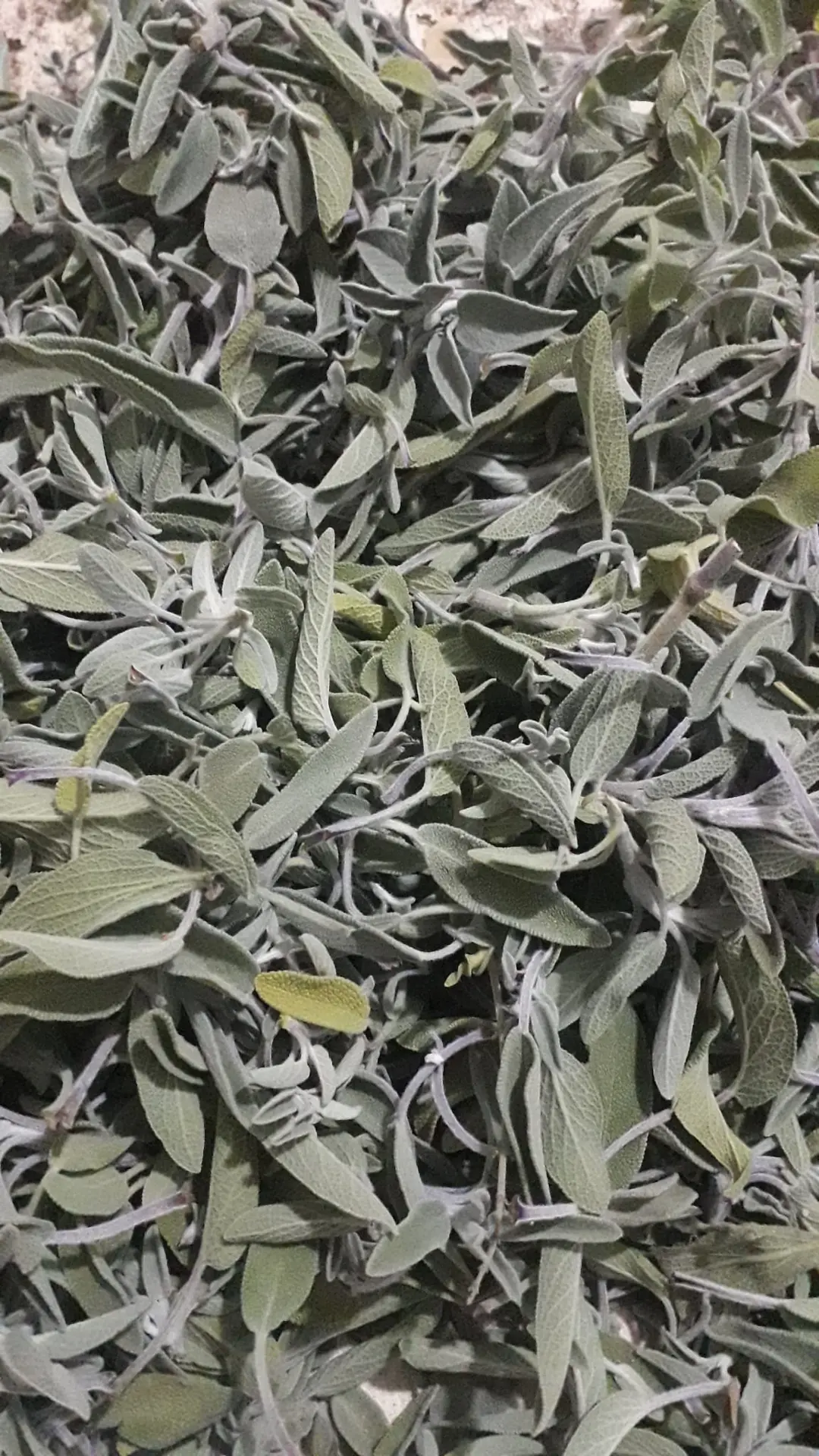 Adaçayı 