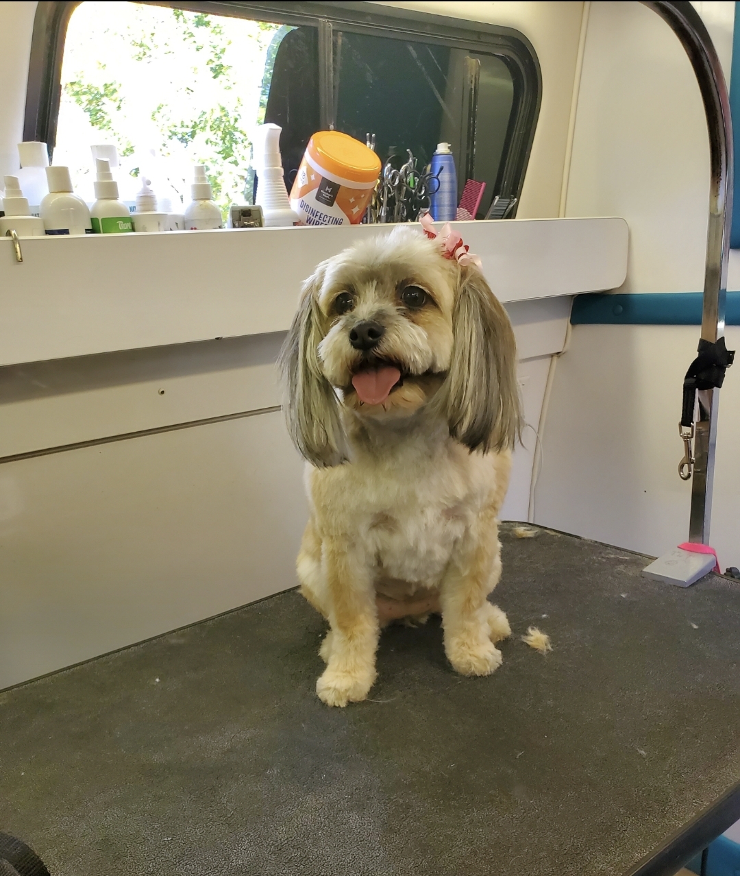 Dirty Dawgs Grooming, business photo 2