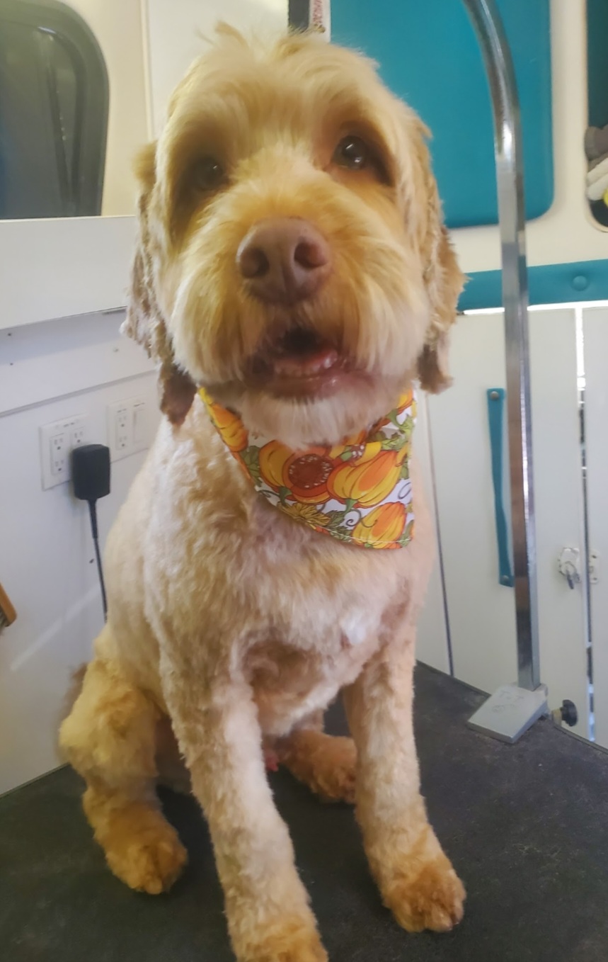 Dirty Dawgs Grooming, business photo 6