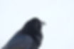 Black Raven Close-Up_edited.jpg