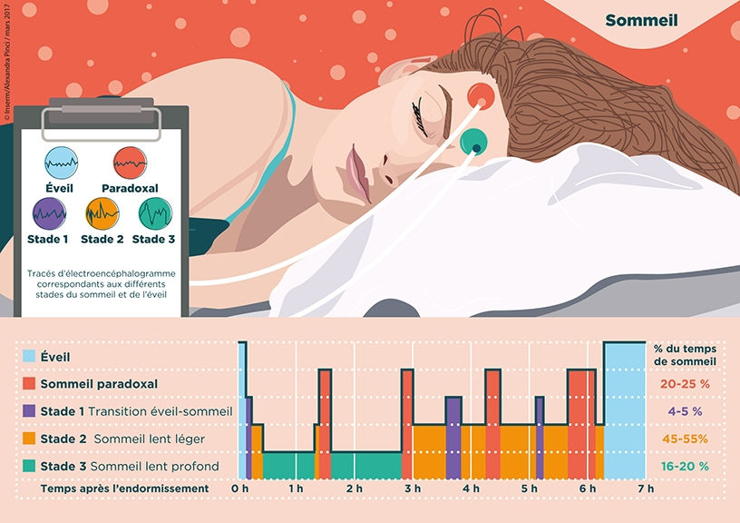 Que se passe til dans notre cerveau quand on dort