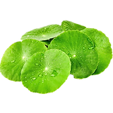 Guto Kola Extract