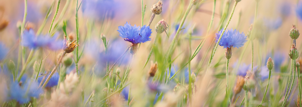 Cornflower blue - v2.png
