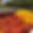 Bachelor Hall Farms.jpg