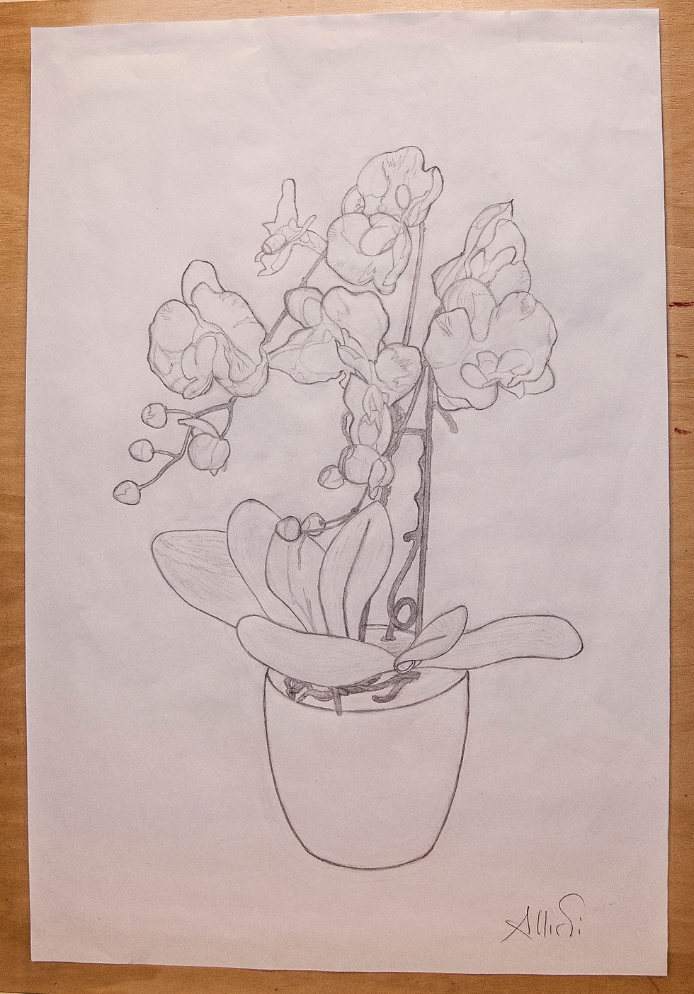Orchidea
