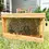 Thumbnail: Observation hive with bees